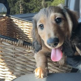 Dachshund Puppies from Brittany Barks