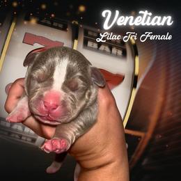 Venetian - Lilac tri-color female American Bully puppy in Orlinda, Tennessee from SimplyBullies