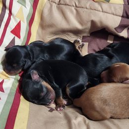 Cavalier King Charles Spaniel puppies from Hough's Danes