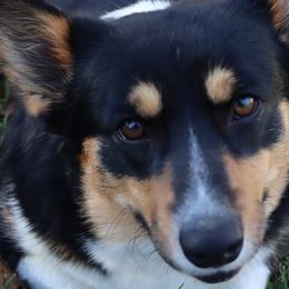 Claire - Pembroke Welsh Corgi