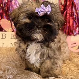 Marley - Brindle female Shih Tzu puppy in Hibbing, Minnesota from Iron Range Shih Tzu and Puppies