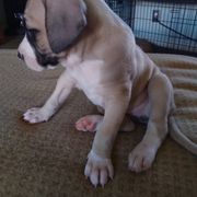 Girl 2 "Ghost" - Fawn Black Mouth Cur puppy in Seminole, Florida from Black Mouth Cur Obsession