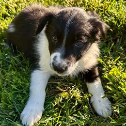 Russet - Black and white Border Collie puppy in Rickman, Tennessee from Roaring River Border Collies