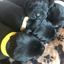 Labrador Retriever Puppies from Brazil’s Elite Labradors