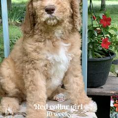 Saint Berdoodle Puppies from ProAct Canines