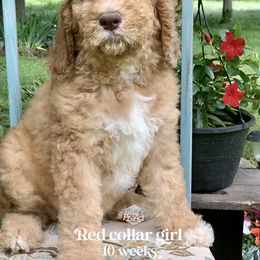 Saint Berdoodle Puppies from ProAct Canines