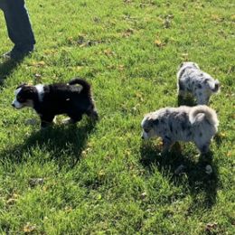Miniature Australian Shepherds from WT Mini Aussies
