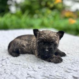 Nova - Brindle female Cairn Terrier puppy in Mountain Grove, Missouri from CreekTop