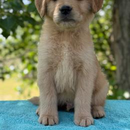 Birch - Golden male Golden Retriever puppy in Touchet, Washington from Northwest Rainbow Aussies and Golden Retrievers