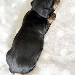 Dachshund Puppies from Silver Dach Farms