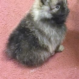 Pomeranian Puppies from Lone Wolf Poms