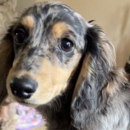 Dachshunds and French Bulldogs from Bad to the Bone French Bullies