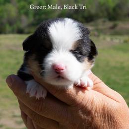 Greer - Black and tan male Pembroke Welsh Corgi puppy in Manchester, Kentucky from Riverside Corgis