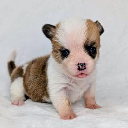 Fiona - Sable and white female American Corgi puppy in Clarksville, Tennessee from Cold Creek Family Farm LLC