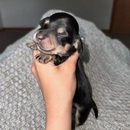 Gala - Black and cream female Dachshund puppy in Woodville, Wisconsin from Dairyland Dachshunds