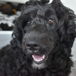Evidence - Portuguese Water Dog