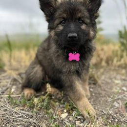 German Shepherd and Golden Retriever Puppies from Sweetheart Therapy Dogs LLC