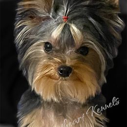 Itty - Yorkshire Terrier