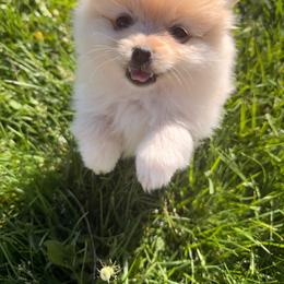 Hope - Cream female Pomeranian puppy in Willard, Missouri from Paulanne's Pomeranians