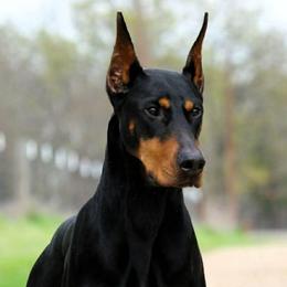 Doberman Pinscher puppies from Von Katzenstein Kennel