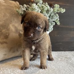 Meg - Sedge female Chesapeake Bay Retriever puppy in Ulen, Minnesota from North Wind Gundogs