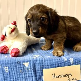 Hershey - Chocolate and tan female Dachshund puppy in Crawford, Colorado from Spotted Doxie Ranch