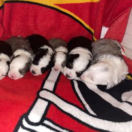 Aussiedoodle Puppies from Mini AussieDoodles on Meadow Lane