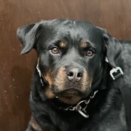 Natasha - Rottweiler