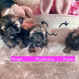 Aspen - Silver female Shih Tzu puppy in Center Point, Iowa from Puppies in a Box Shih tzus