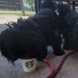 Shih Tzus from Chrysanthemum Shih Tzu