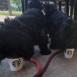 Shih Tzus from Chrysanthemum Shih Tzu