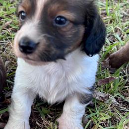 Ruby - Piebald female Dachshund puppy in Aiken, South Carolina from State Eight Dachshunds