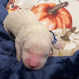 Mr Blue - Light golden male Golden Retriever puppy in Galt, California from Golden Hearts Ranch English Cream Retrievers