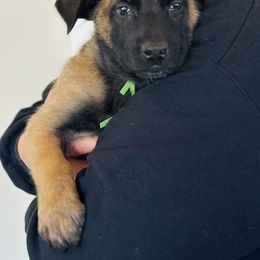 Green Collar - Fawn Belgian Malinois puppy in Fredonia, Arizona from Zion Malinois