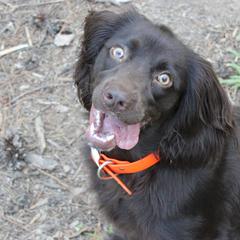 Boykin Spaniels from Blue Creek Boykins