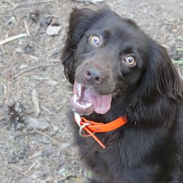 Boykin Spaniels from Blue Creek Boykins