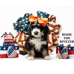 Bernedoodle puppies from VonDoodles Bernedoodles & Sheepadoodles