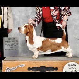 Sofia - Basset Hound