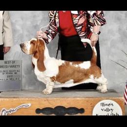 Sofia - Basset Hound