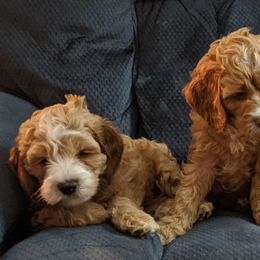 Australian Labradoodles from Springfield-Cash Labradoodles