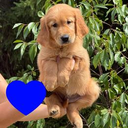 Hancock (Blue) - Dark golden male Golden Retriever puppy in Cadillac, Michigan from K & M Golden Retrievers
