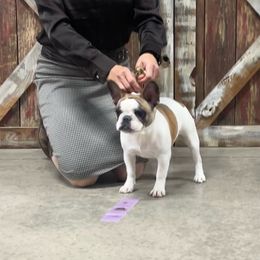 French Bulldogs from McMillian French Bulldogs