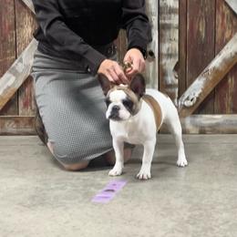 French Bulldogs from McMillian French Bulldogs