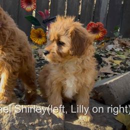 Lilly - Red female Cavapoo puppy in Maple Grove, Minnesota from Honey Bit Kennels