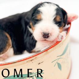 OMER - Tri-color male Bernedoodle puppy in Tipton, Indiana from Country Creek Doodles