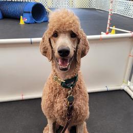 Rory - Poodle