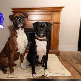 Boxer puppies from KCF Boxers