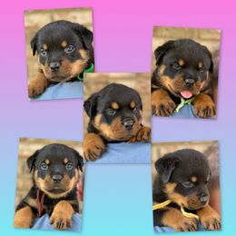 Boy 4 - Rottweiler puppy from vom Blaurasen Rottweilers