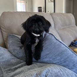 Misty - Shih Tzu