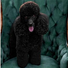 Chant - Poodle